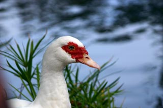 Duck Closeup