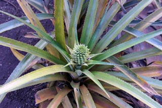 Small Green Pineapple
