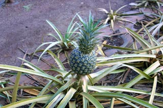 Fat Pineapple