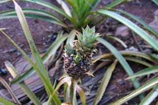 Spiky Pineapple