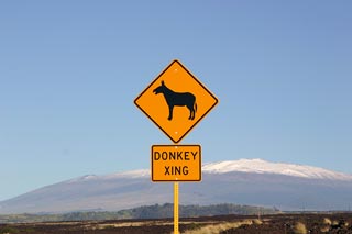 Donkey Xing