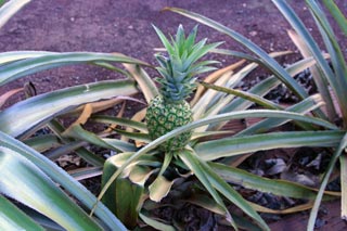 Another Green Pineapple