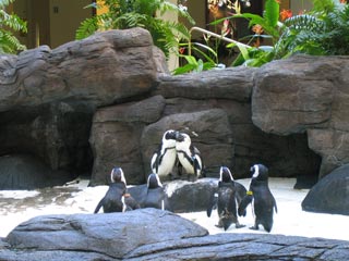 Penguin Forum