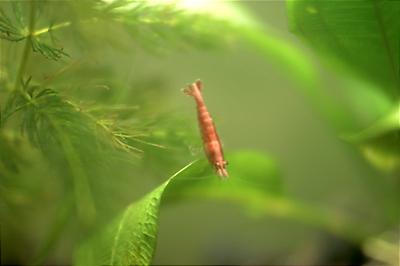 Cherry Shrimp