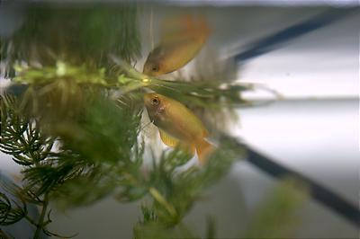 Honey Gourami