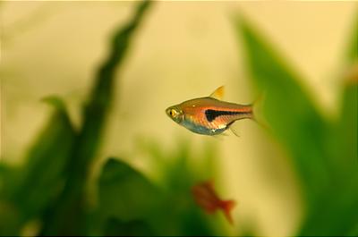 Espei Rasbora