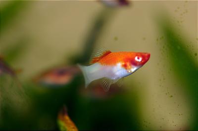 Female Koi