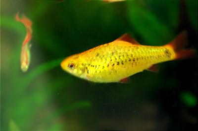 Giant Female Gold Barb