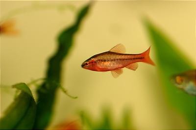 Male Cherry Barb