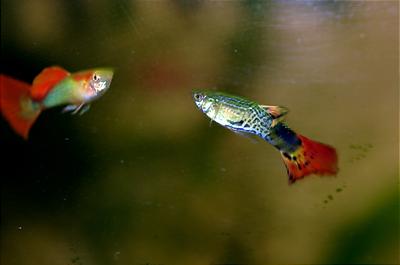 Male Guppies