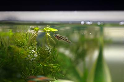 Sparkling Gourami