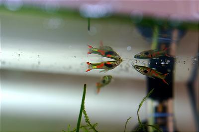 Trio of Endlers