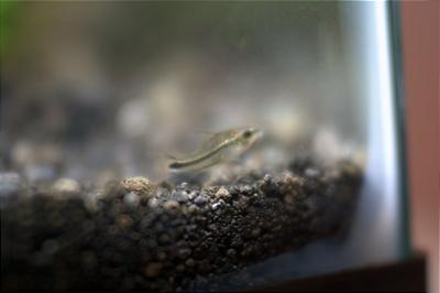 Pygmy Cory